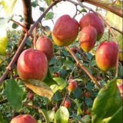 Kashmiri Apple Ber Fruit Plant Manufacturer & Supplier in India